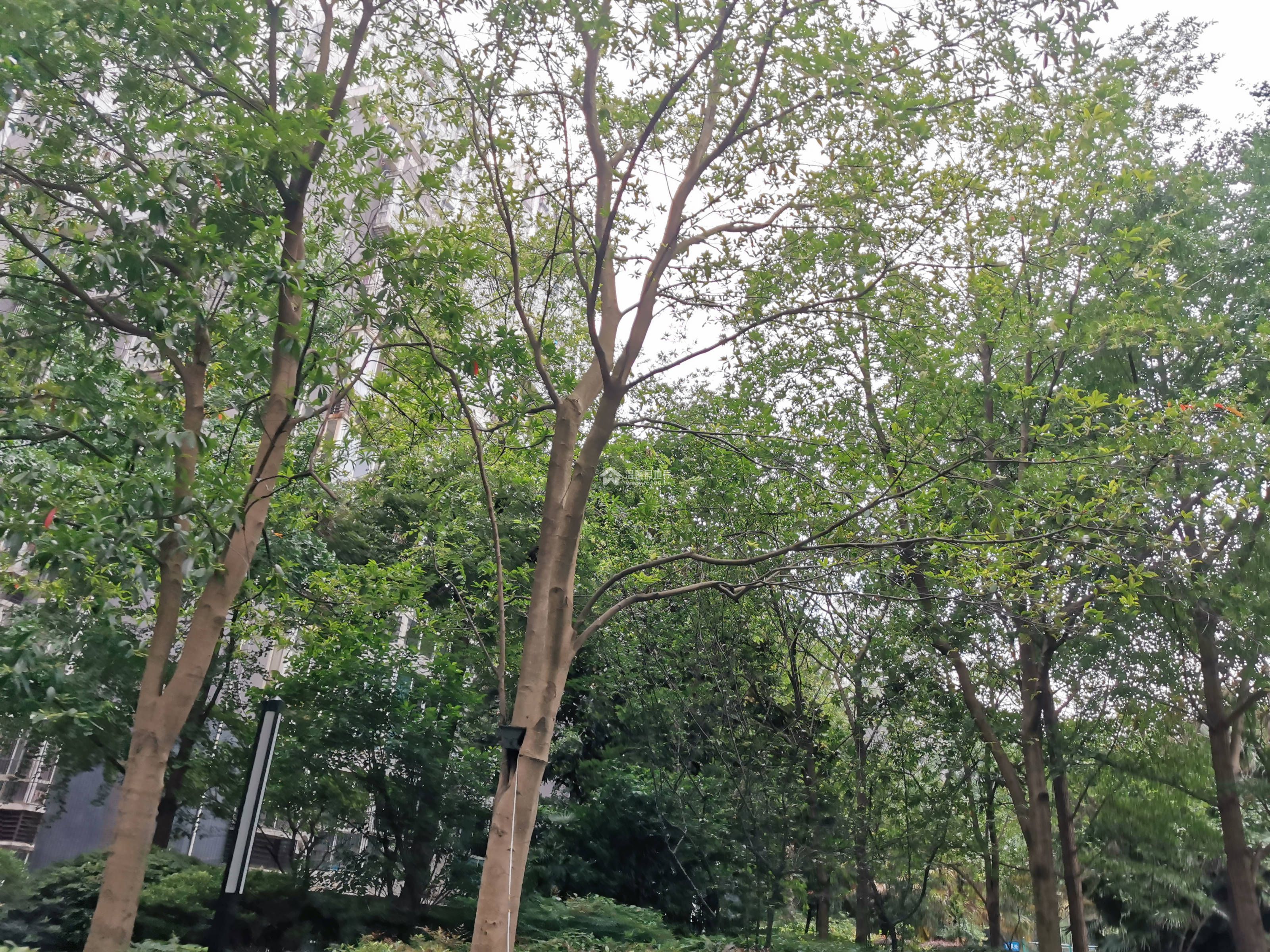 海上花园一二期图片