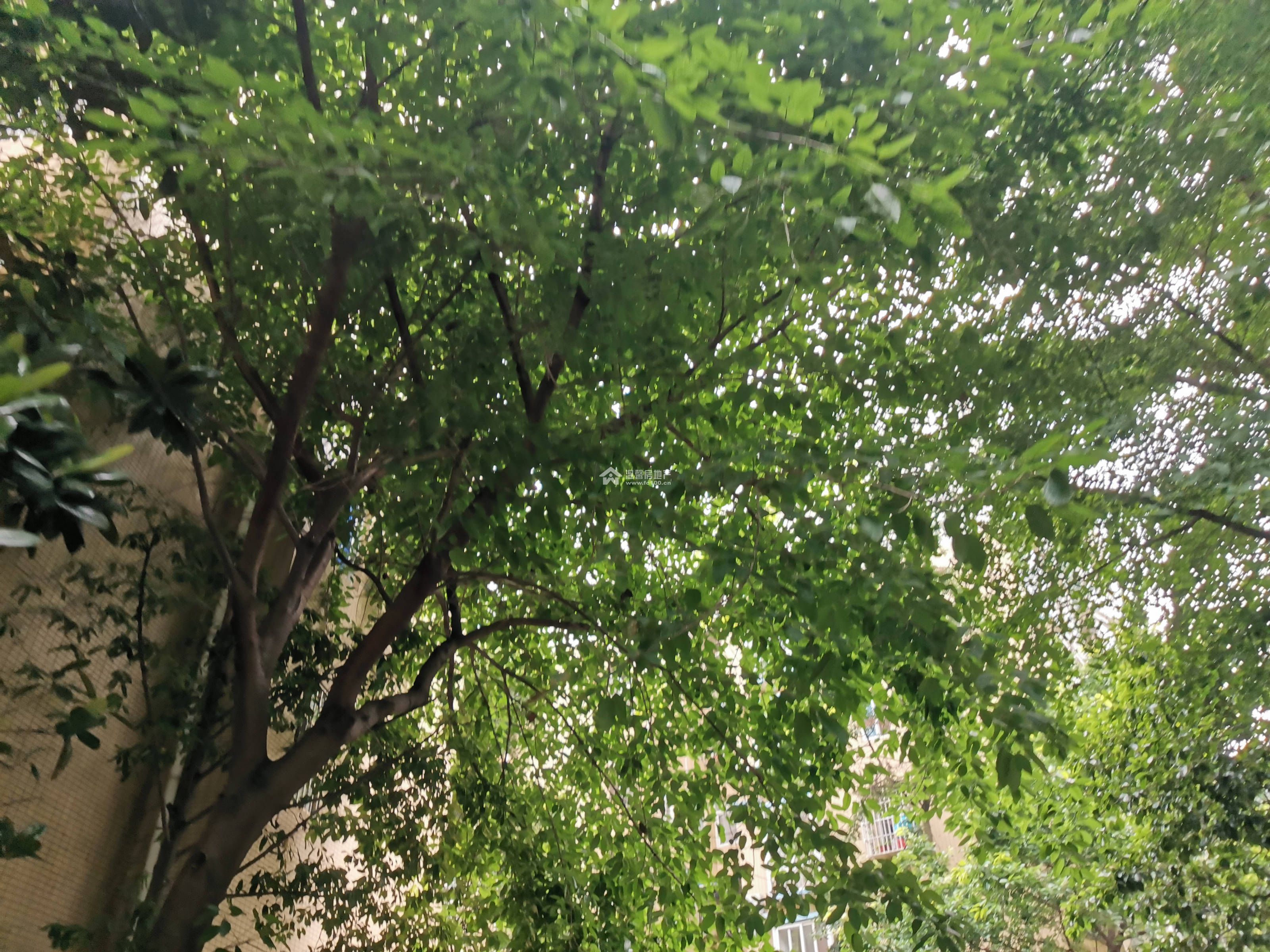 精华逸景一期图片