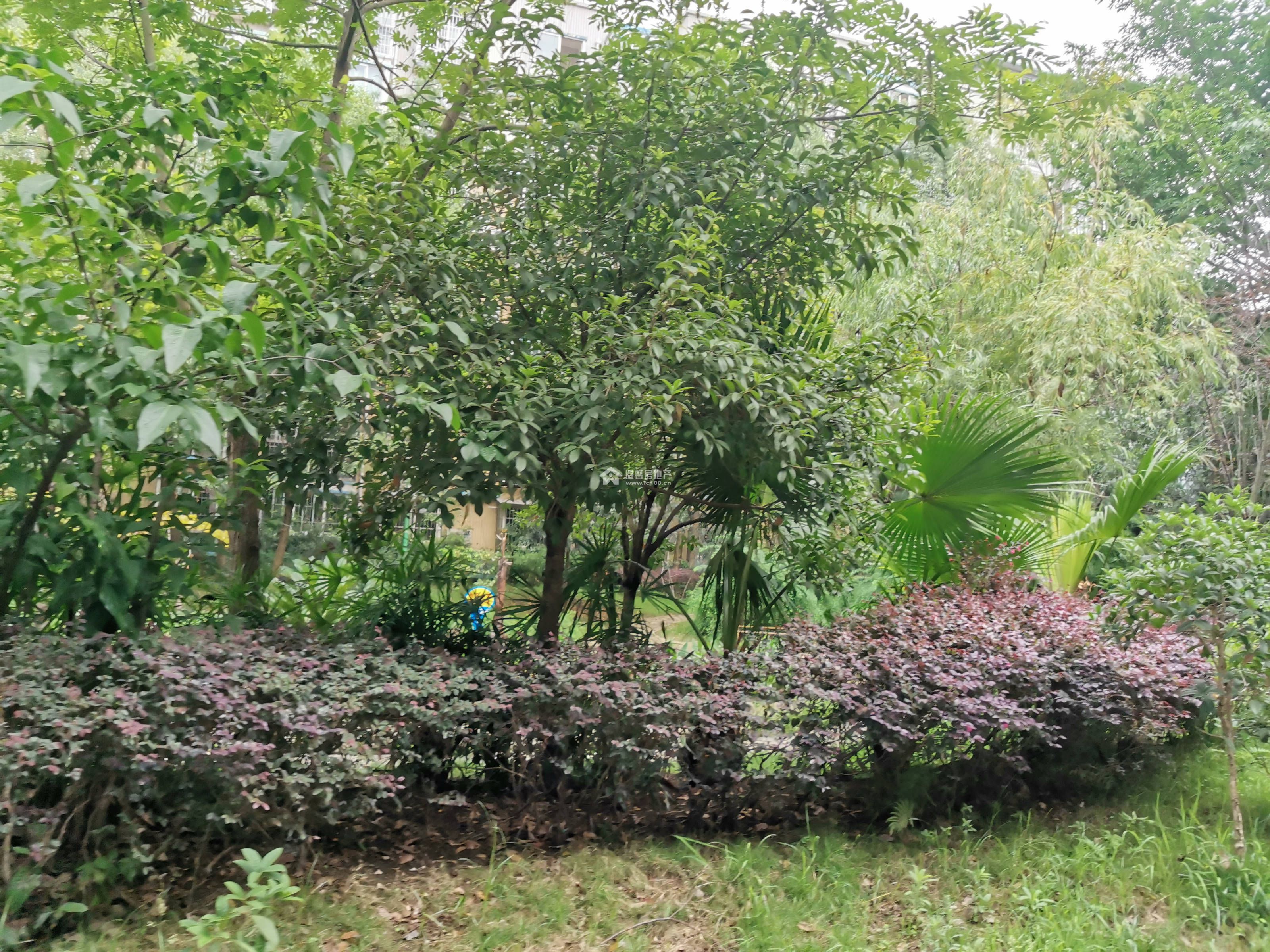 精华逸景一期图片