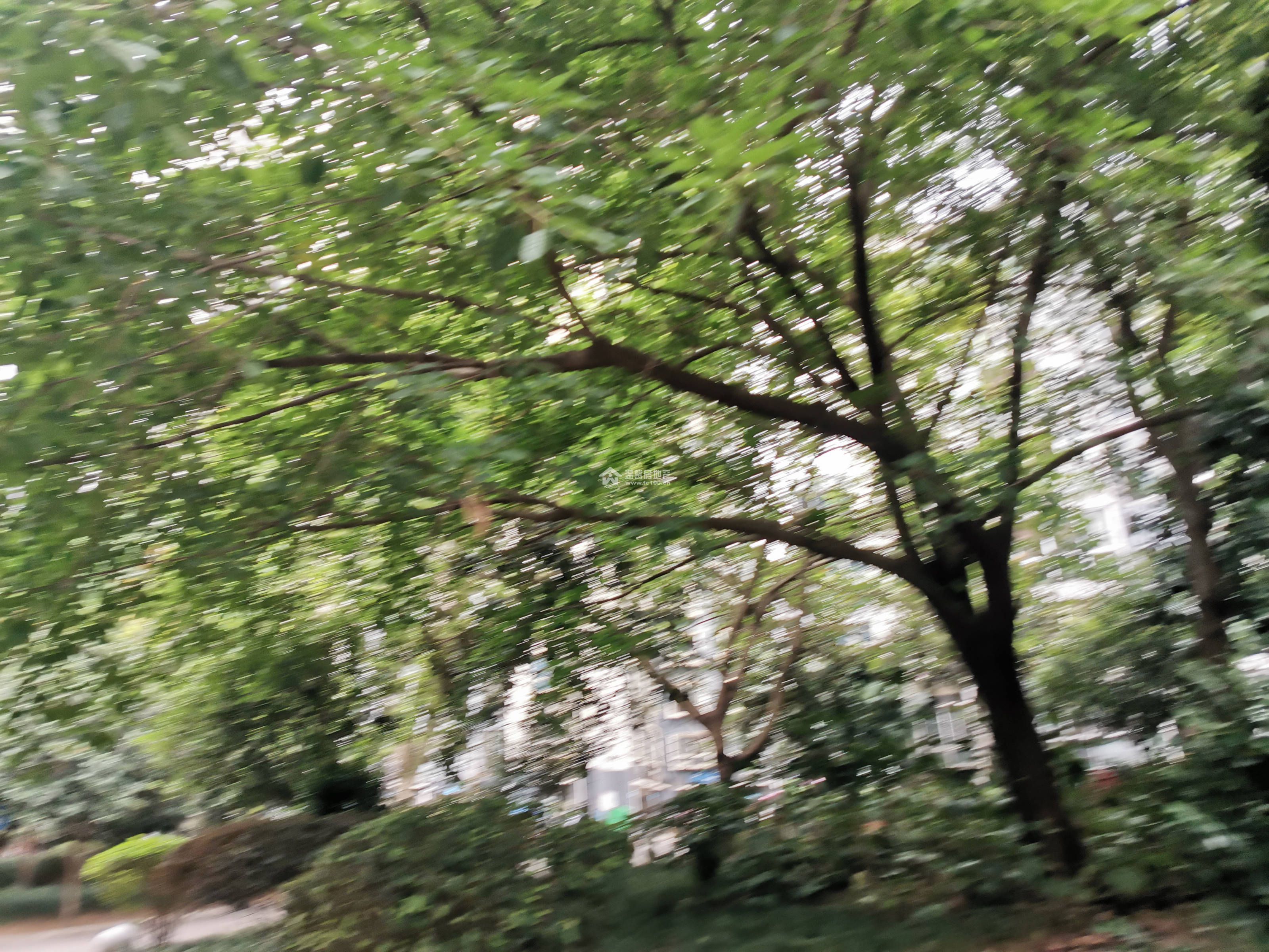 新海上花园图片