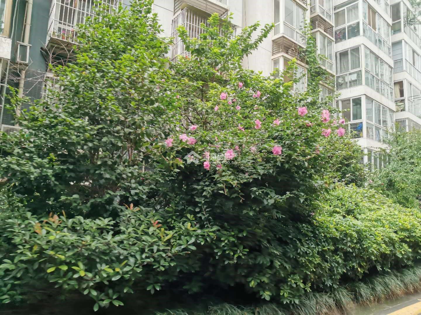 新海上花园图片