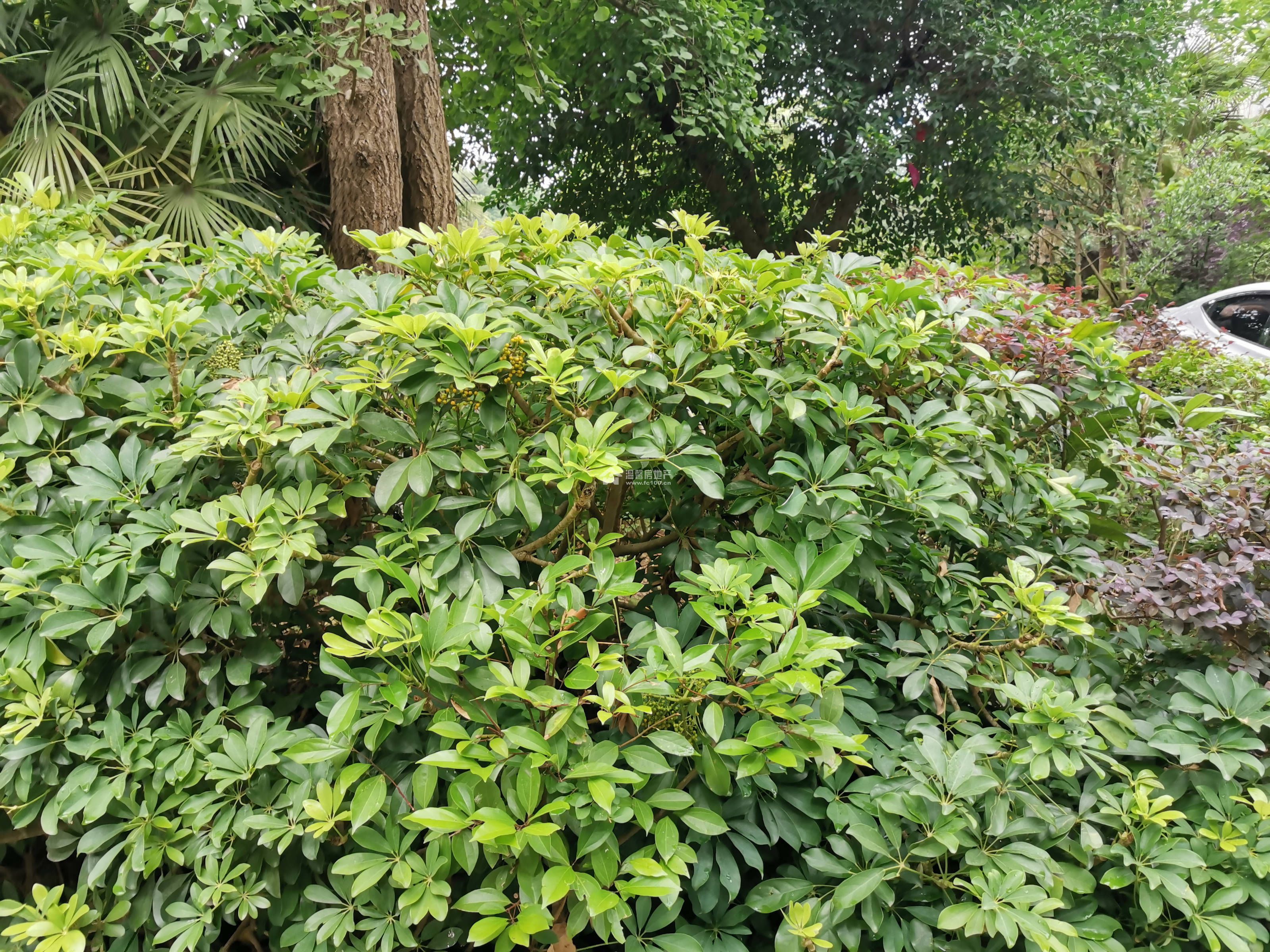 蓝水湾一期图片