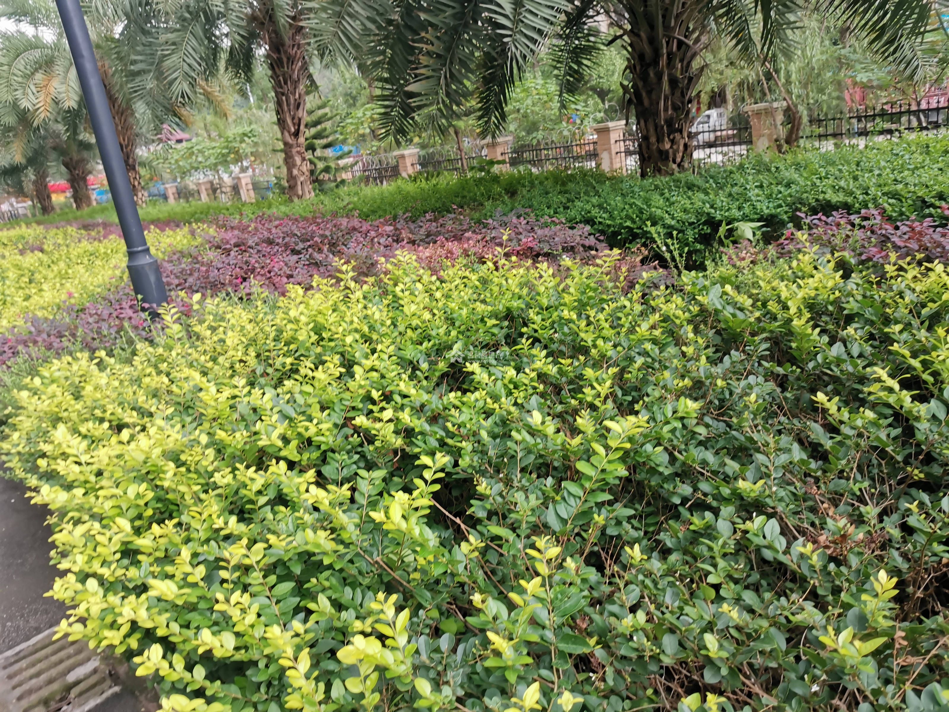 东方威尼斯A区图片