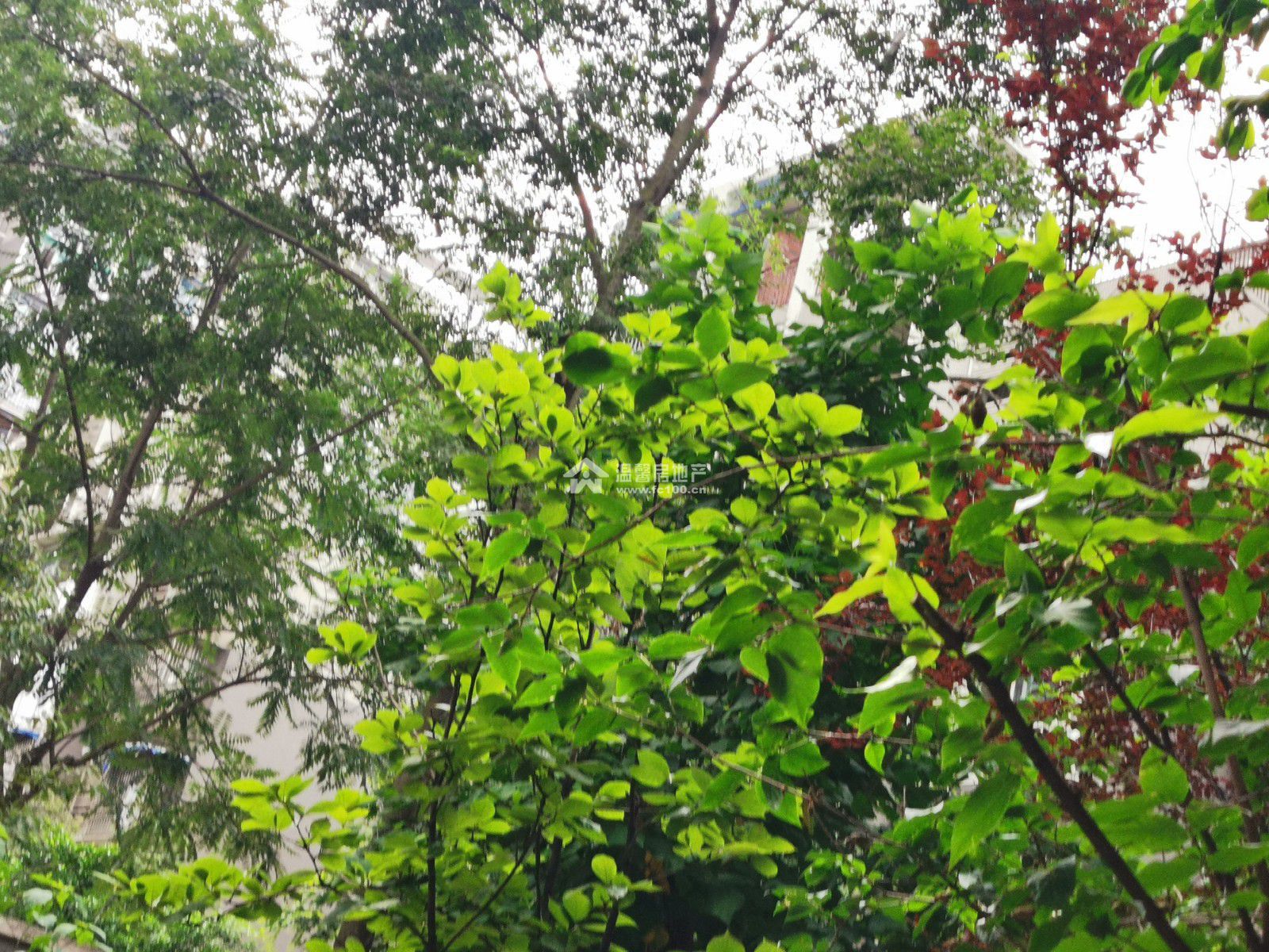 东湖胜景二期图片