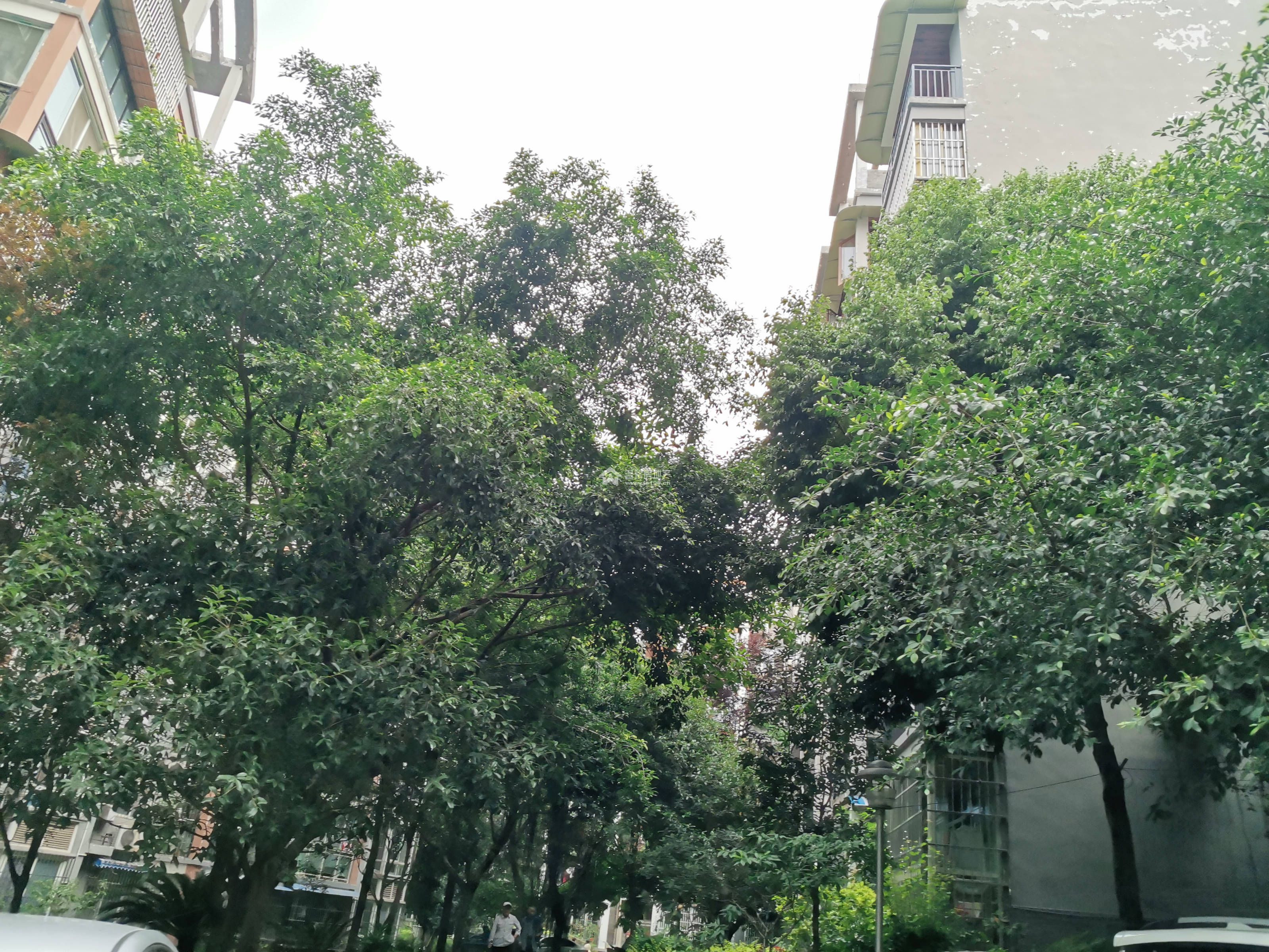 精华逸景二期图片