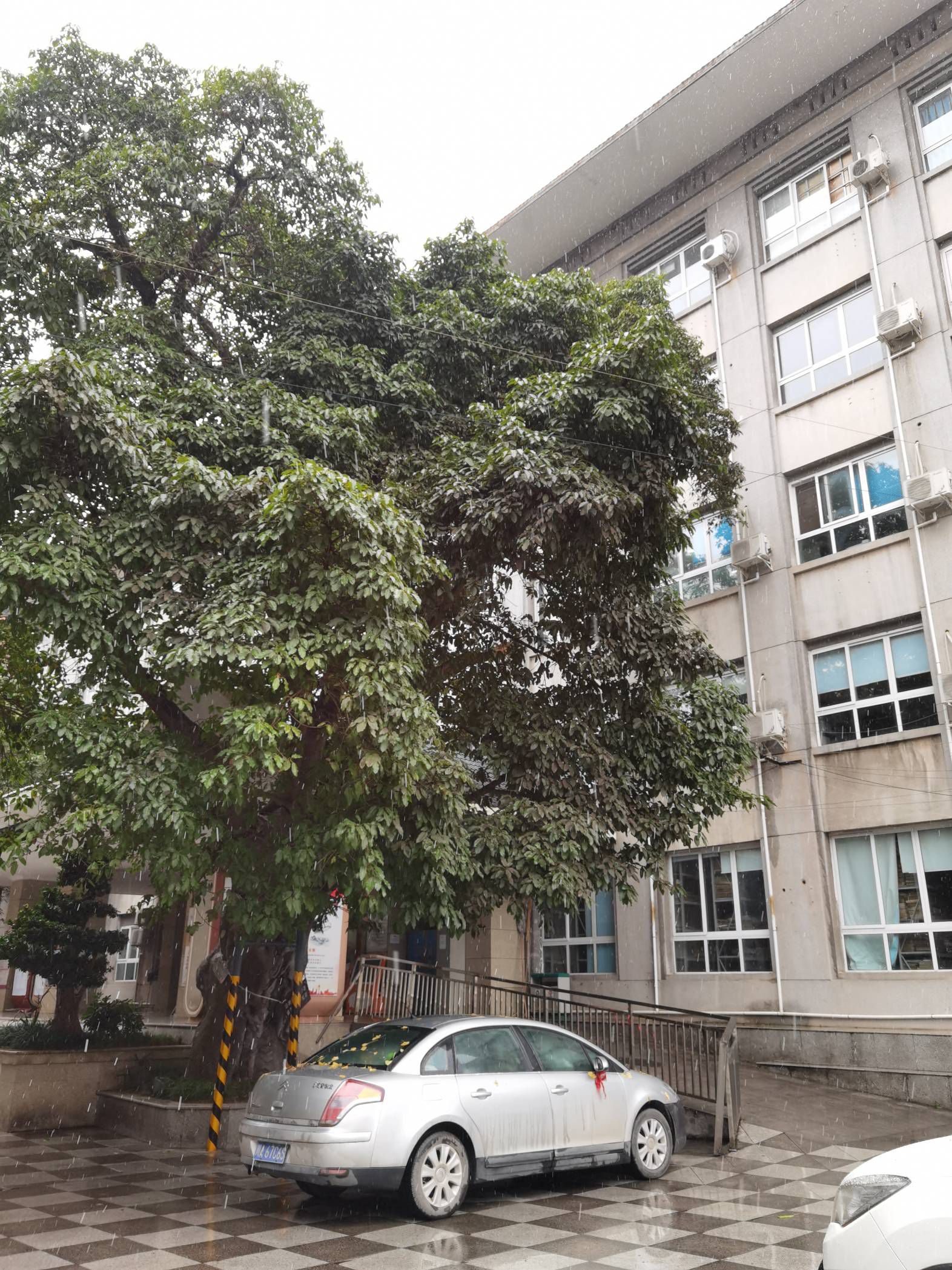 政府街政府大院图片