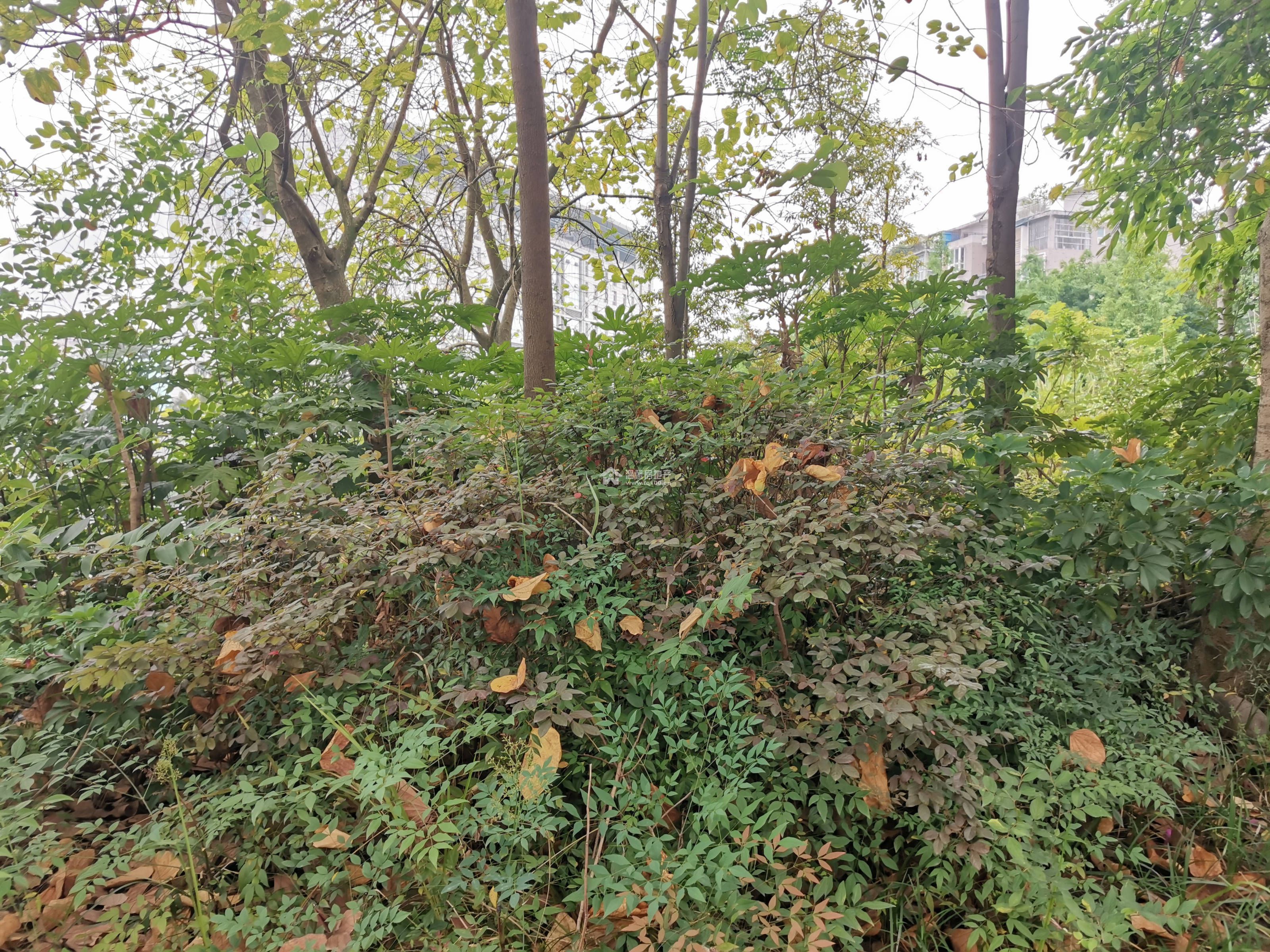 河东花园A区图片