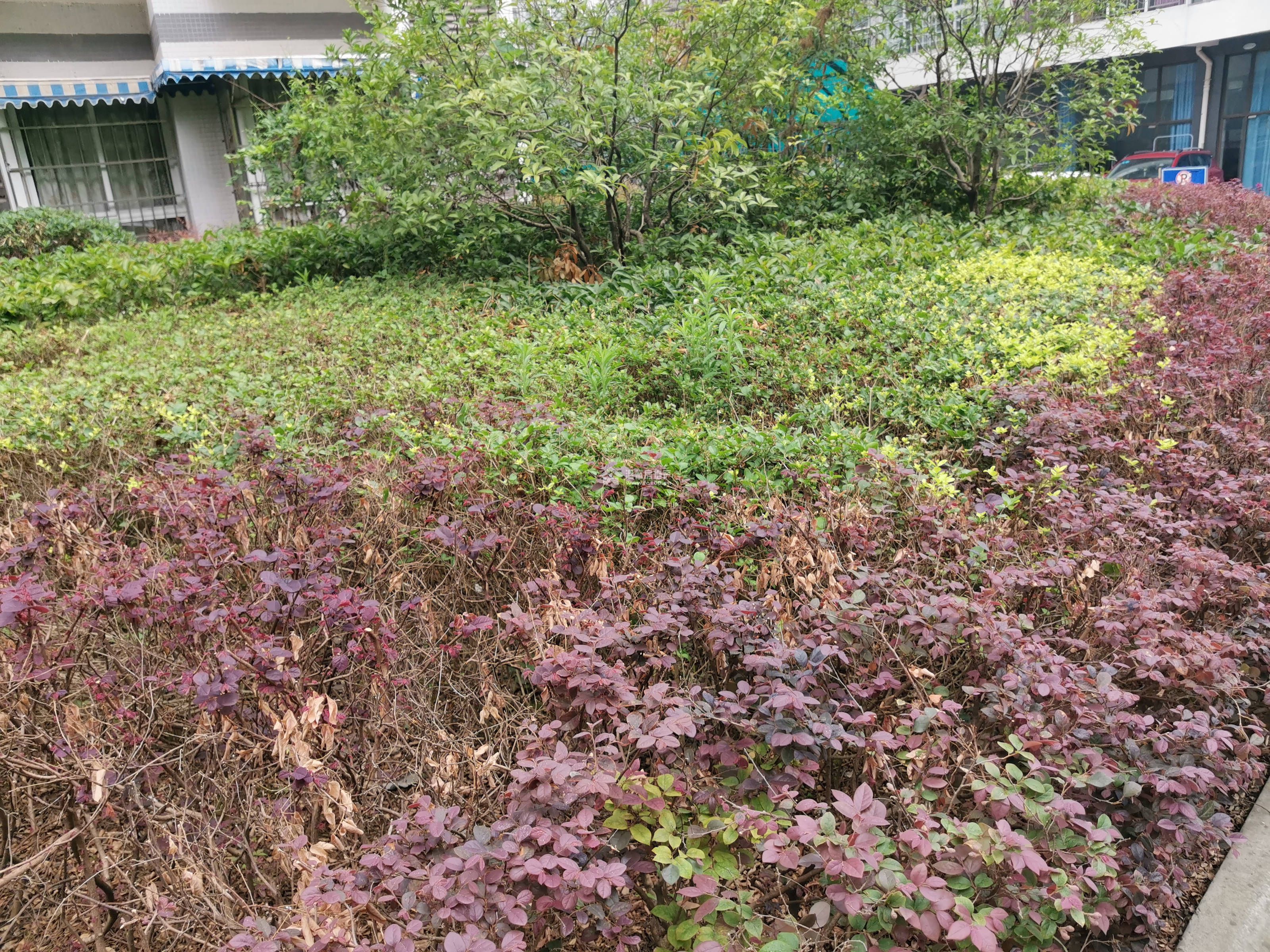 河东花园B区图片